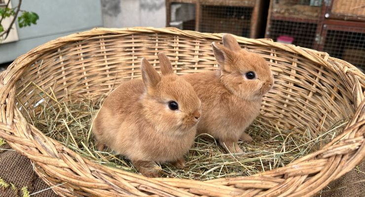 Hakkari Büyümeyen Tavşan