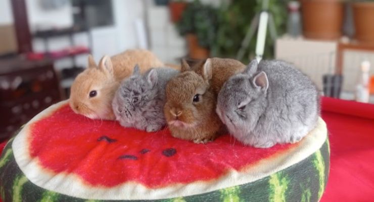 Hakkari Cins Tavşan