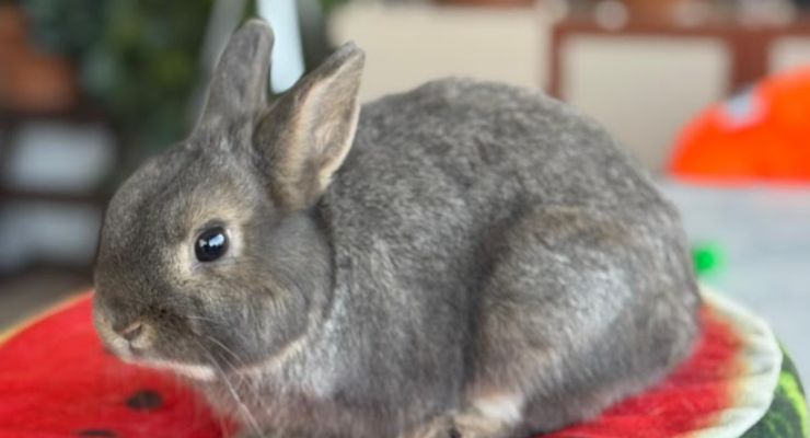 Hakkari Ev Tavşanı