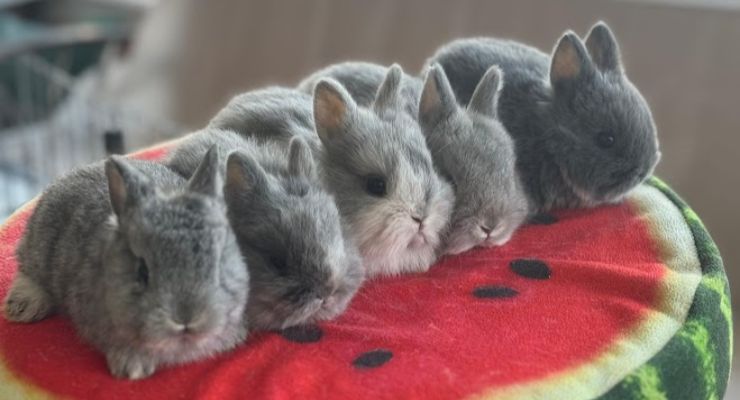 Hakkari Evcil Tavşan