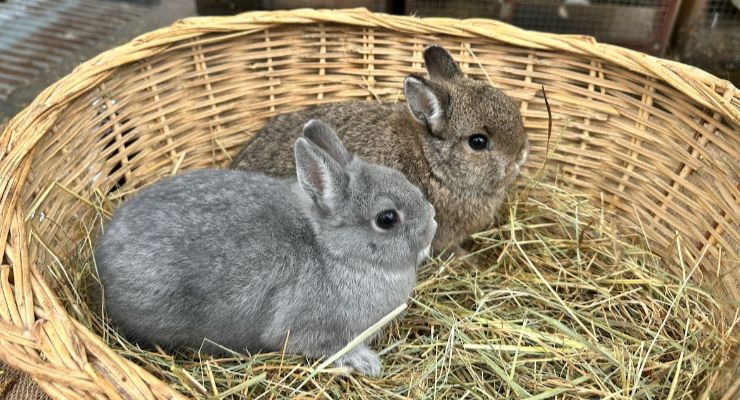 Hakkari Yavru Tavşan