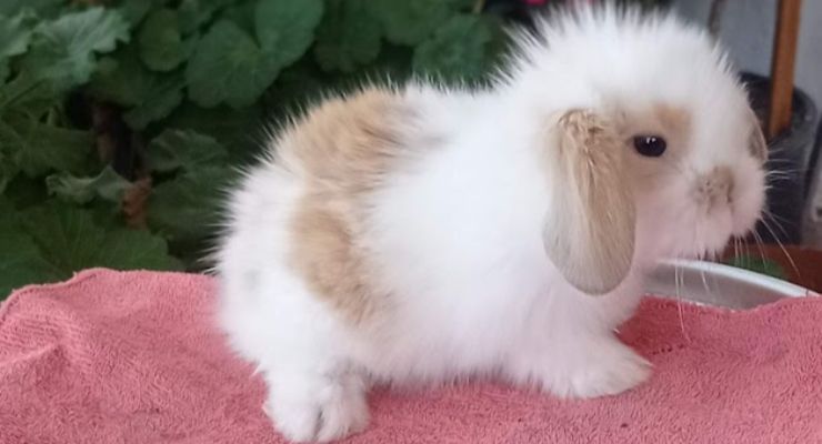 Hakkari Hollanda Lop Tavşan